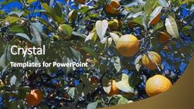  Presentation with orange - Cool new presentation theme with forefront-of-an-orange-tree backdrop and a tawny brown colored foreground