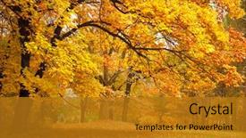  Presentation with autumn leaves - Colorful slide set enhanced with forest - collection of beautiful colorful autumn backdrop and a gold colored foreground