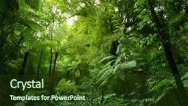  Presentation with ferns - PPT theme consisting of forest - green tree ferns in tropical background and a tawny brown colored foreground