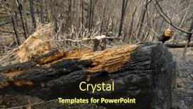  Presentation with forest fire - Presentation design with forest-after-a-devastating-fire background and a wine colored foreground