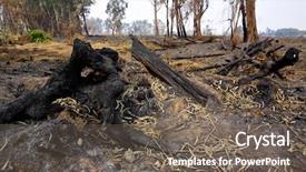  Presentation with forest fire - Audience pleasing slide deck consisting of forest after fire backdrop and a gray colored foreground