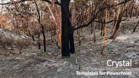  Presentation with australian - Colorful presentation design enhanced with forest after the serious bushfire backdrop and a gray colored foreground