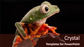  Presentation with tropical forest - Audience pleasing slide deck consisting of forest and an endangered animal backdrop and a wine colored foreground