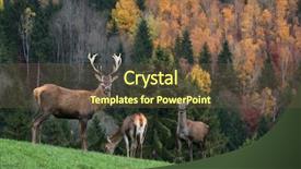  Presentation with deer - PPT layouts having forest animals - deer on a colourful background background and a tawny brown colored foreground