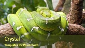  Presentation with emerald green ribbon - Presentation design enhanced with forest animals - emerald boa constrictor also known background and a tawny brown colored foreground