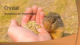  Presentation with british columbia - Presentation design with forest animals - feeding ground squirrel background and a yellow colored foreground