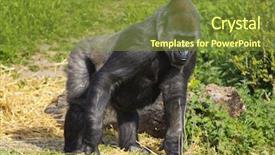  Presentation with western blat test - Colorful slide deck enhanced with forest animals - female western lowland gorilla standing backdrop and a tawny brown colored foreground