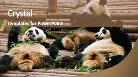  Presentation with gummy bear gummy bears - Presentation theme with forest animals - giant panda bears background and a coral colored foreground