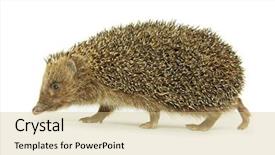  Presentation with animals - PPT theme having forest animals - hedgehog background and a lemonade colored foreground