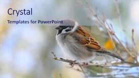  Presentation with house forest - Cool new theme with forest animals - male of a house sparrow backdrop and a sky blue colored foreground