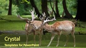  Presentation with persian - Slides featuring forest animals - persian fallow deer dama dama background and a tawny brown colored foreground