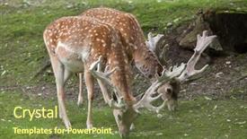  Presentation with persian - Amazing theme having forest animals - persian fallow deer dama dama backdrop and a tawny brown colored foreground