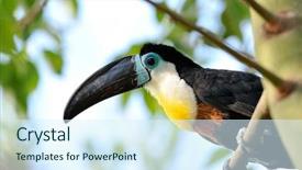  Presentation with outdoor clothes for outdoor activity - PPT layouts consisting of forest animals - toucan outdoor - ramphastos toco background and a sky blue colored foreground