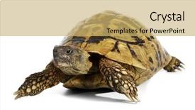  Presentation with tortoise - Cool new slide set with forest animals - turtle testudo hermanni tortoise backdrop and a  colored foreground