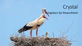  Presentation with baby animals - Audience pleasing theme consisting of forest animals - white storks with young baby backdrop and a light blue colored foreground