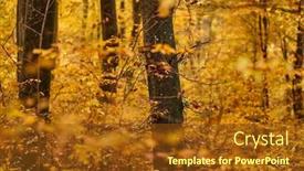  Presentation with autumn leaves - Presentation featuring forest-detail-with-colorful-autumn background and a  colored foreground
