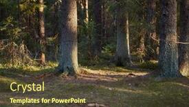  Presentation with pine trees - Presentation theme featuring forest-detail-with-tall-pine background and a  colored foreground