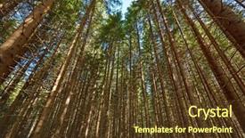  Presentation with pine trees - Slide set having forest detail with tall pine trees background and a tawny brown colored foreground