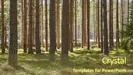 Presentation with pine trees - Colorful PPT theme enhanced with forest detail with tall pine backdrop and a tawny brown colored foreground