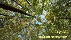  Presentation with tree sky trees green - Colorful presentation theme enhanced with forest detail with tall trees backdrop and a tawny brown colored foreground