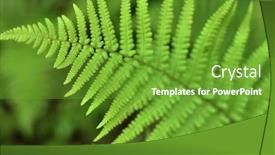  Presentation with fern - Presentation featuring forest-fern-natural-environtment-background background and a tawny brown colored foreground