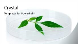  Presentation with petri dish - Slides consisting of forest genetics - genetically modified plant tested background and a white colored foreground