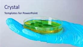  Presentation with petri dish - Amazing PPT theme having forest genetics - genetically modified plant tested backdrop and a  colored foreground