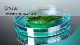  Presentation with petri dish - Beautiful theme featuring forest genetics - genetically modified plant tested backdrop and a light gray colored foreground