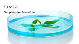  Presentation with petri dish - Beautiful theme featuring forest genetics - genetically modified plant tested backdrop and a white colored foreground