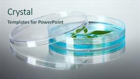  Presentation with petri dish - Amazing slide deck having forest genetics - genetically modified plant tested backdrop and a sky blue colored foreground