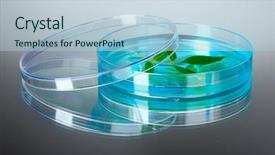  Presentation with petri dish - PPT layouts consisting of forest genetics - genetically modified plant tested background and a  colored foreground