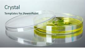  Presentation with petri dish - Colorful PPT theme enhanced with forest genetics - genetically modified plant tested backdrop and a  colored foreground