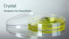  Presentation with petri dish - Audience pleasing PPT layouts consisting of forest genetics - genetically modified plant tested backdrop and a sky blue colored foreground