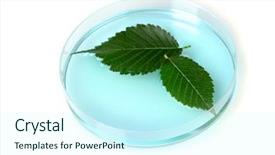 Presentation with petri dish - Audience pleasing theme consisting of forest genetics - genetically modified plant tested backdrop and a  colored foreground