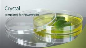  Presentation with petri dish - Amazing PPT layouts having forest genetics - genetically modified plant tested backdrop and a sky blue colored foreground