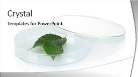  Presentation with petri dish - Theme consisting of forest genetics - genetically modified plant tested background and a white colored foreground