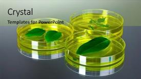  Presentation with genetically modified plants - Beautiful presentation theme featuring forest genetics - genetically modified plants tested backdrop and a  colored foreground