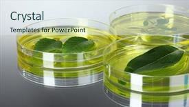  Presentation with genetically modified plants - Theme enhanced with forest genetics - genetically modified plants tested background and a  colored foreground