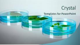  Presentation with genetically modified plants - Audience pleasing PPT theme consisting of forest genetics - genetically modified plants tested backdrop and a  colored foreground