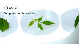  Presentation with genetically modified plants - Amazing theme having forest genetics - genetically modified plants tested backdrop and a  colored foreground