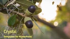  Presentation with oak tree - Colorful slides enhanced with forest genetics - live oak tree acorn nut backdrop and a tawny brown colored foreground