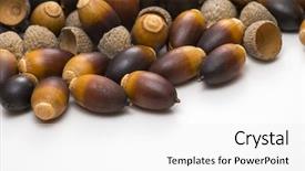 Presentation with oak tree - PPT theme enhanced with forest genetics - live oak tree acorn nut background and a white colored foreground