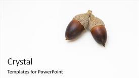  Presentation with oak tree - Theme consisting of forest genetics - live oak tree acorn nut background and a white colored foreground