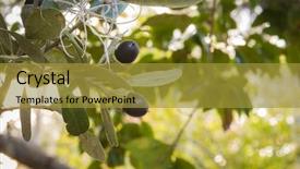  Presentation with oak tree - Cool new PPT theme with forest genetics - live oak tree acorn nut backdrop and a gold colored foreground