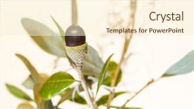  Presentation with oak tree - PPT layouts consisting of forest genetics - live oak tree acorn nut background and a cream colored foreground