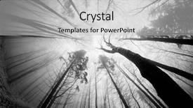  Presentation with foggy forest - Presentation design enhanced with forest in foggy day black background and a light gray colored foreground