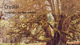  Presentation with olympic - Slides enhanced with forest in olympic national park background and a coral colored foreground