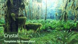  Presentation with olympic - Amazing presentation theme having forest in olympic national park backdrop and a  colored foreground