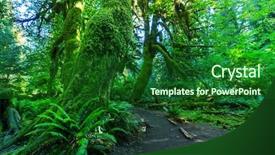  Presentation with olympic games ring - PPT layouts featuring forest in olympic national park background and a  colored foreground