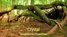  Presentation with forest - PPT theme with forest in the mountain tara background and a tawny brown colored foreground
